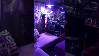Use Smart Plugs For Indoor Grow Lights #HousePlants #growlights
Use Smart Plugs For Indoor Grow Lights #HousePlants #growlights
Watch
5 Steps to create a gardening budget and stay on track
http://youtu.be/M0PL1JNoEnc
Spring Garden Tour pt 1
http://youtu.be/Bu6zTYhiLfI
Spring Garden Tour pt 2
http://youtu.be/KduwWBmt9s0
How to customize household cleaning zones and daily routines
http://youtu.be/aPw4Z66IBZ4
Kids Movie Night Caddy
http://youtu.be/Tdd4dnA6Buo
Playlists
Home and Garden
http://www.youtube.com/playlist?list=PLP08ItU7LiBxOgdFJxSKMSHvSyk0sw9tp
The Garden Channel
http://www.youtube.com/playlist?list=PL193F5C158EA905C6
The Cooking Channel
http://www.youtube.com/playlist?list=PL5E7A897BD319F8FD
Help Mama Organize
http://www.youtube.com/playlist?list=PLP08ItU7LiBzR6lNHaJHXwHx4df-GcB
My Favorites
http://www.youtube.com/playlist?list=PLP08ItU7LiBydk4xEIQT01Ad3Q5Lf5hug
Planner Organization & Hauls
http://www.youtube.com/playlist?list=PLP08ItU7LiBwRC_OOmcjd7MSUB1qpFTzk
Mama Minute Tips
http://www.youtube.com/playlist?list=PLP08ItU7LiBxX7leJuPH_C3XphicCeGLe
Grocery Hauls
http://www.youtube.com/playlist?list=PLP08ItU7LiBzK5y9aJ4Tmy3WQBG684fHb
Kiddie Corner
http://www.youtube.com/playlist?list=PLP08ItU7LiBybS0XMqMxpjCKcAbEZHSG7
Turorials
http://www.youtube.com/playlist?list=PLP08ItU7LiBwp9pn23P68lXK21mcXuBHt Use Smart Plugs For Indoor Grow Lights #HousePlants #growlights