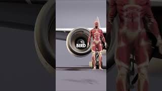 Why Don’t Airplane Engines Have Protective Grills? #facts