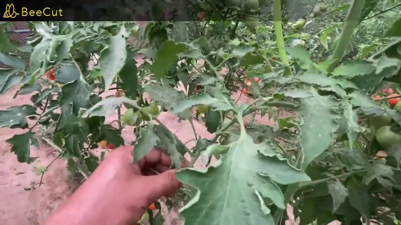 العفن الهبابى وخطورته على الطماطم والفلفل . الوقاية ..والتشخيص . وكبفية العلاج منه  .. حال الأصابة .