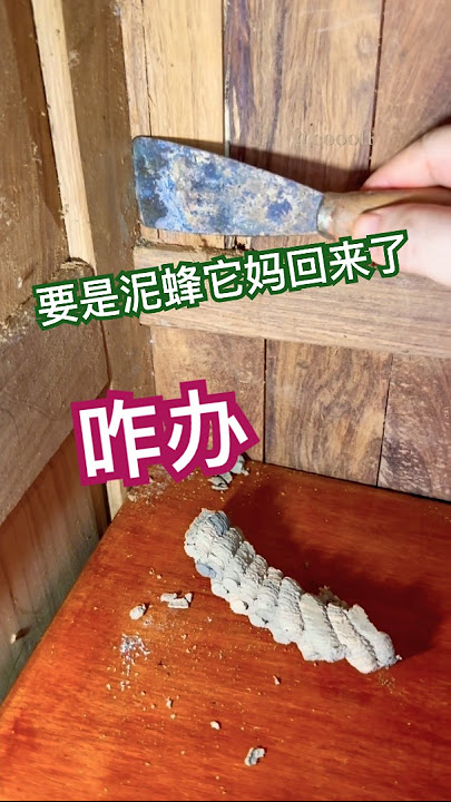 Discovery Channel拍不到的泥蜂窝特写 （3）要是它妈回来了咋办The mud beehive that Discovery Channel didn't film#實拍 @cooott