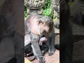 母ザルが小さな子ザルを優しく見守る🐒💖 愛情いっぱいの瞬間
