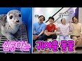 세상에서 가장 귀여운 동물들! 🥰