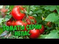 Семена томатов 🍅 Непасынкующиеся томаты серии НЕПАС 🍅 Агрофирма СЕДЕК