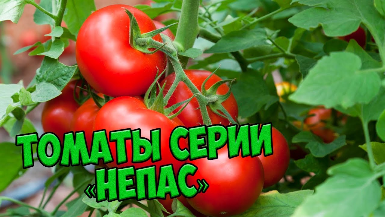 Посадка и выращивание томата Непас
