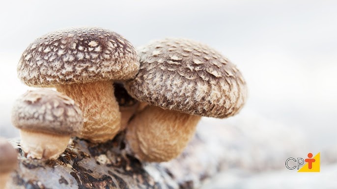 Curso Cultivo de Cogumelo Shiitake CPT 