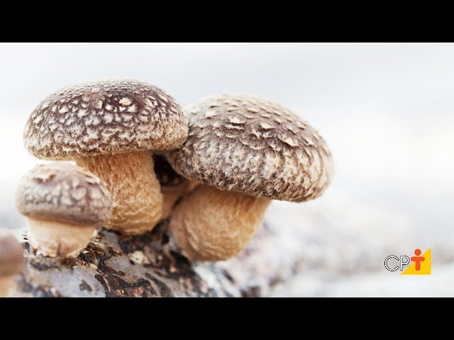 Prefeitura promoverá curso de cultivo de cogumelo Shitake - Itapecerica da  Serra