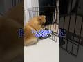 飼い主に気付かれるまでトイレを見つめてたポメラニアン😂😂😂