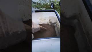 DJI T70P Aquaculture Feeding | Precision Crawfish Feed Distribution