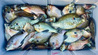 A Panfisherman's Dream! Big SPAWNING BLUEGILLS and SHELLCRACKERS Surrounded The Boat! (Jackpot!)