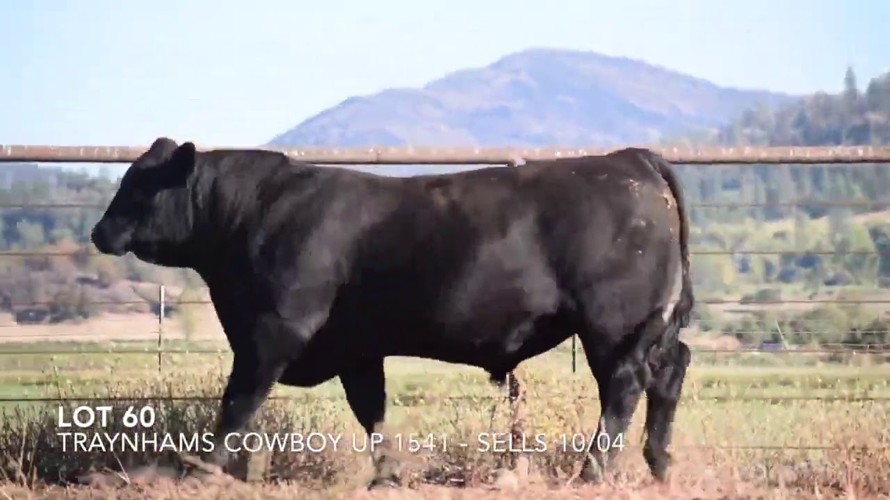 lot 60   Traynhams Cowboy Up 1541