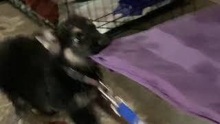 Chase’s First bath! old puppy video!