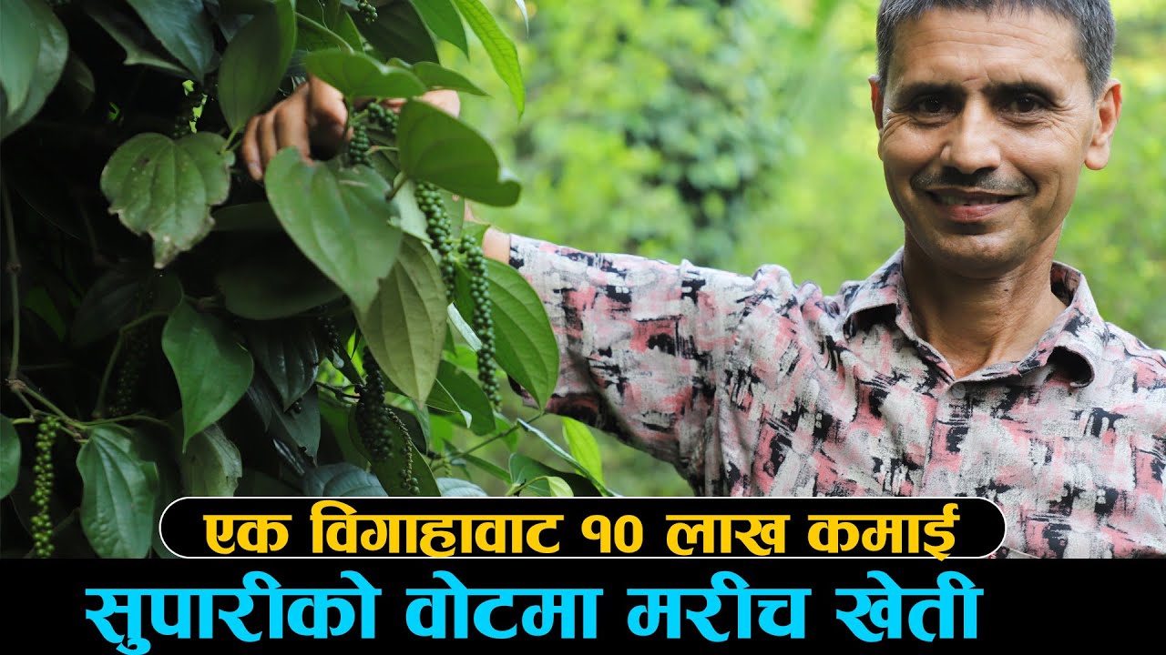 मरीच खेती १ बिगाहाबाटै बार्षिक १० लाखसम्म कमाई Black Pepper Farming