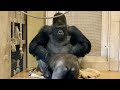 育児放棄された娘が父親に心を開いた日　シャバーニとアニー　ゴリラ/Gorilla