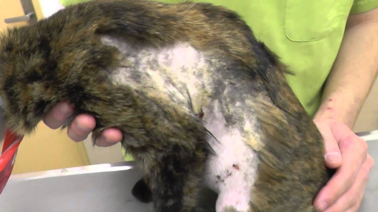 猫 川越市 マリー動物病院 の手術レポート