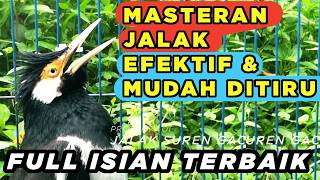 Masteran Jalak Suren Full Materi Gacor Full Isian Tembakan Mewah Cililin Tengkek mantap