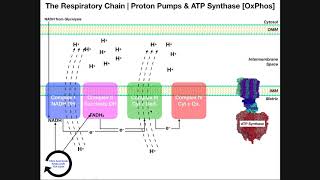 BASICS of the Electron Transport Chain & Oxidative Phosphorylation
