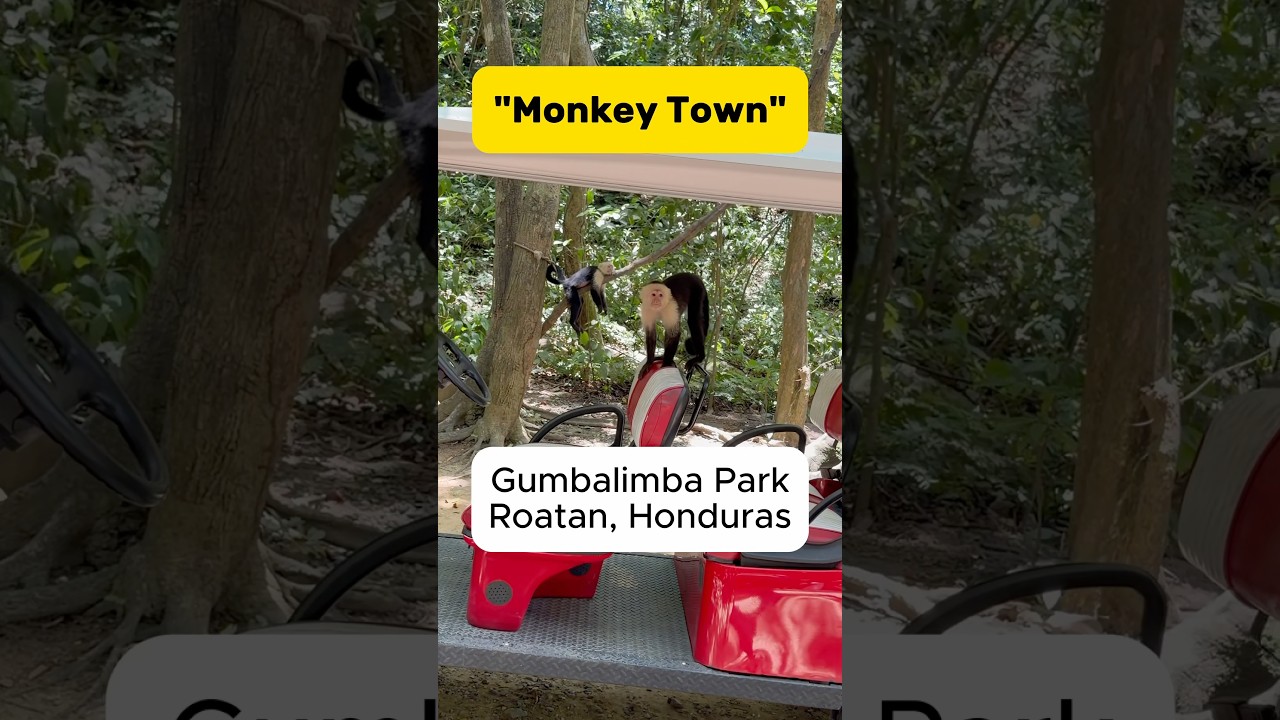 Monkey Thieves 😂 #cruise #travel #monkeys #honduras #roatan