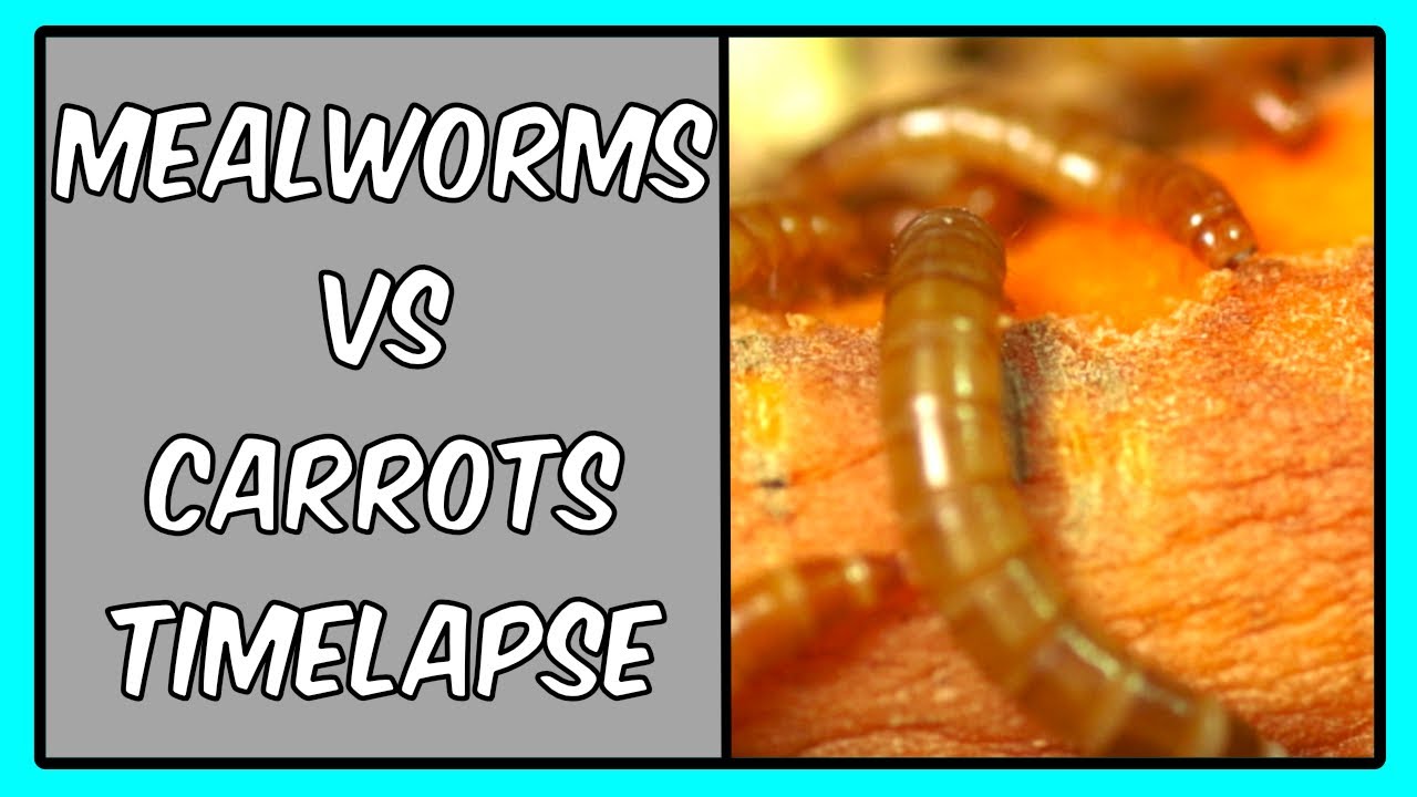 TimeLapse Mealworms vs Carrots 4 Days! YouTube