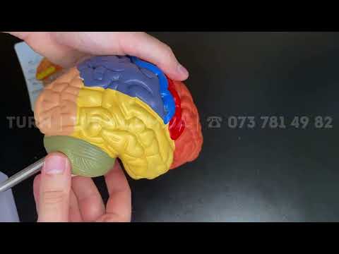 Анатомічна модель мозку людини, напівсекція 1:1, кольорові сегменти., видео 1
