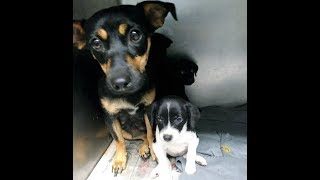 Overcrowded Hawkins County Humane Society shelter 7-12-18
