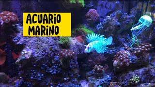 Acuario Marino con PECES ARTIFICIALES 🐠🐡🐟 by Guppy Lovers 356 views 1 year ago 2 minutes, 18 seconds