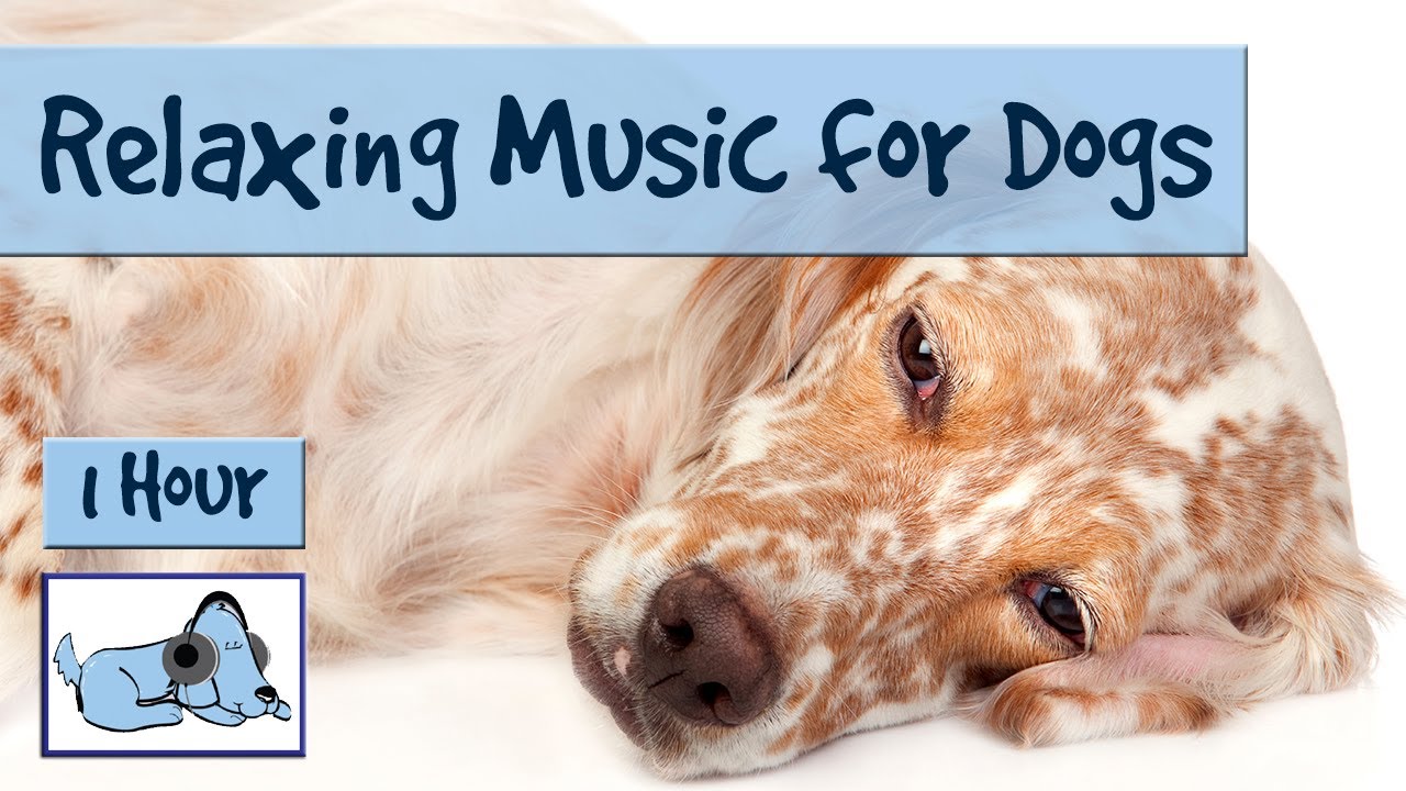 relaxing music for dogs youtube