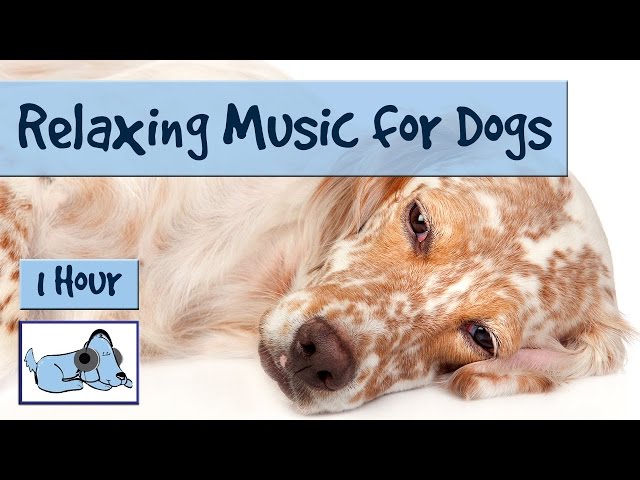 music to calm dogs during storms