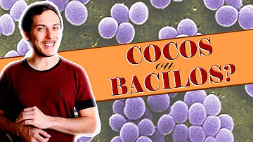 Como se adquire a bactéria cocos?