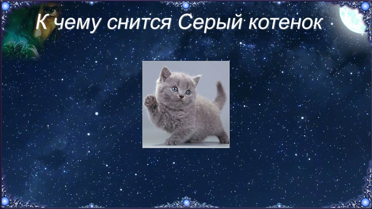 К чему снится Серый котенок - Сонник