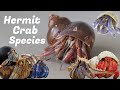 Hermit Crab Species Guide