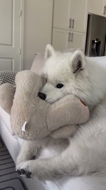 My Samoyed has NEVER Broken a Toy!