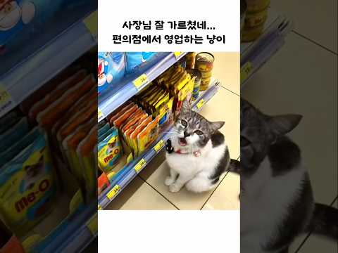 편의점 츄르 매출 1등 냥이 thumbnail
