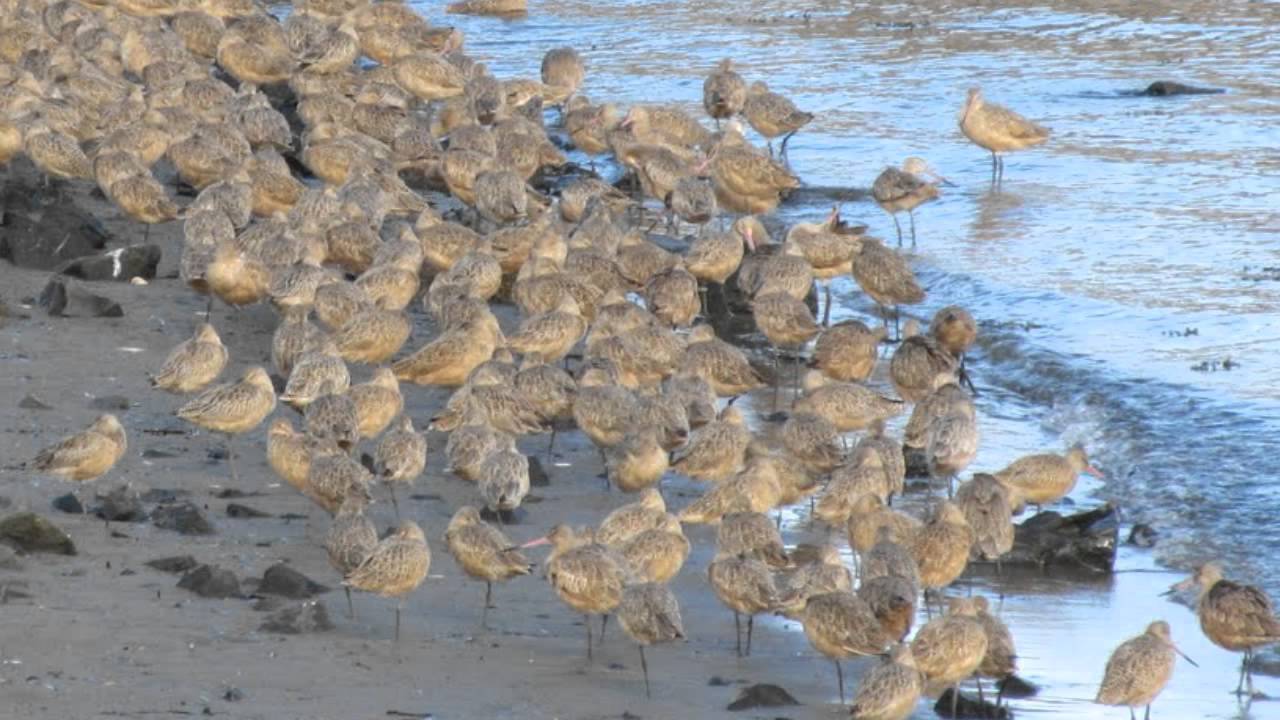 MARBLED GODWIT DOCUMENTARY