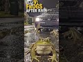 The frogs are back 😭 #brainrot #funny #pov #viral