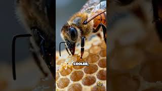 Autumn Bee Mandibles: Hive Repair Secrets