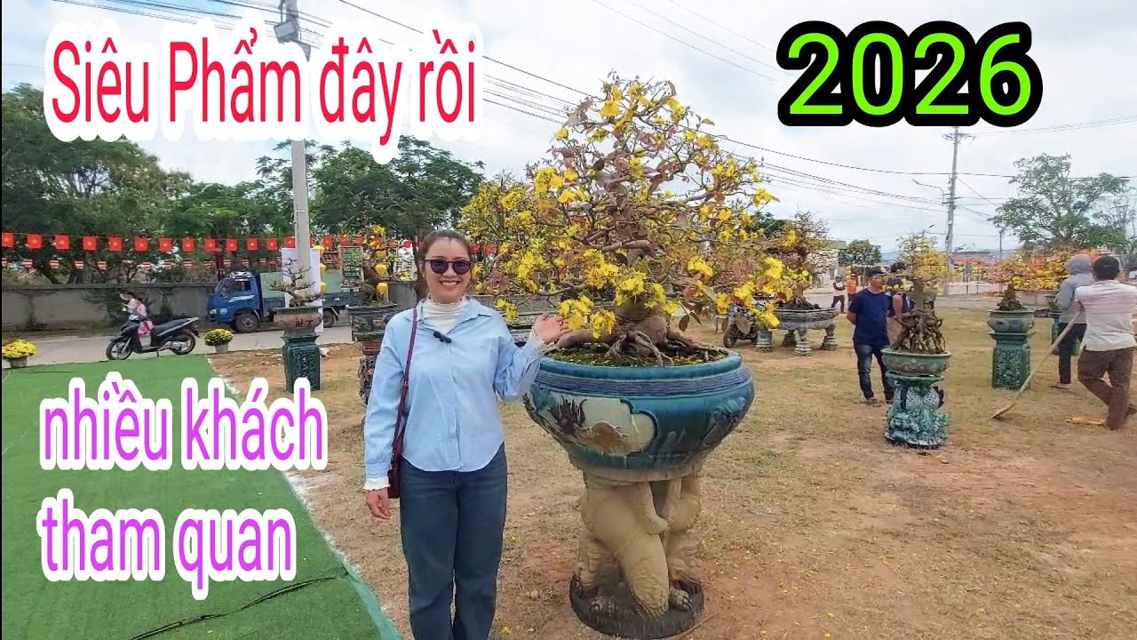 Triển lãm Mai vàng An Nhơn 2026, xuất hiện nhiều Siêu Phẩm 
