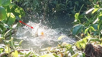 câu cá thiên nhiên mùa nước nổi đủ thứ cá thấy mê