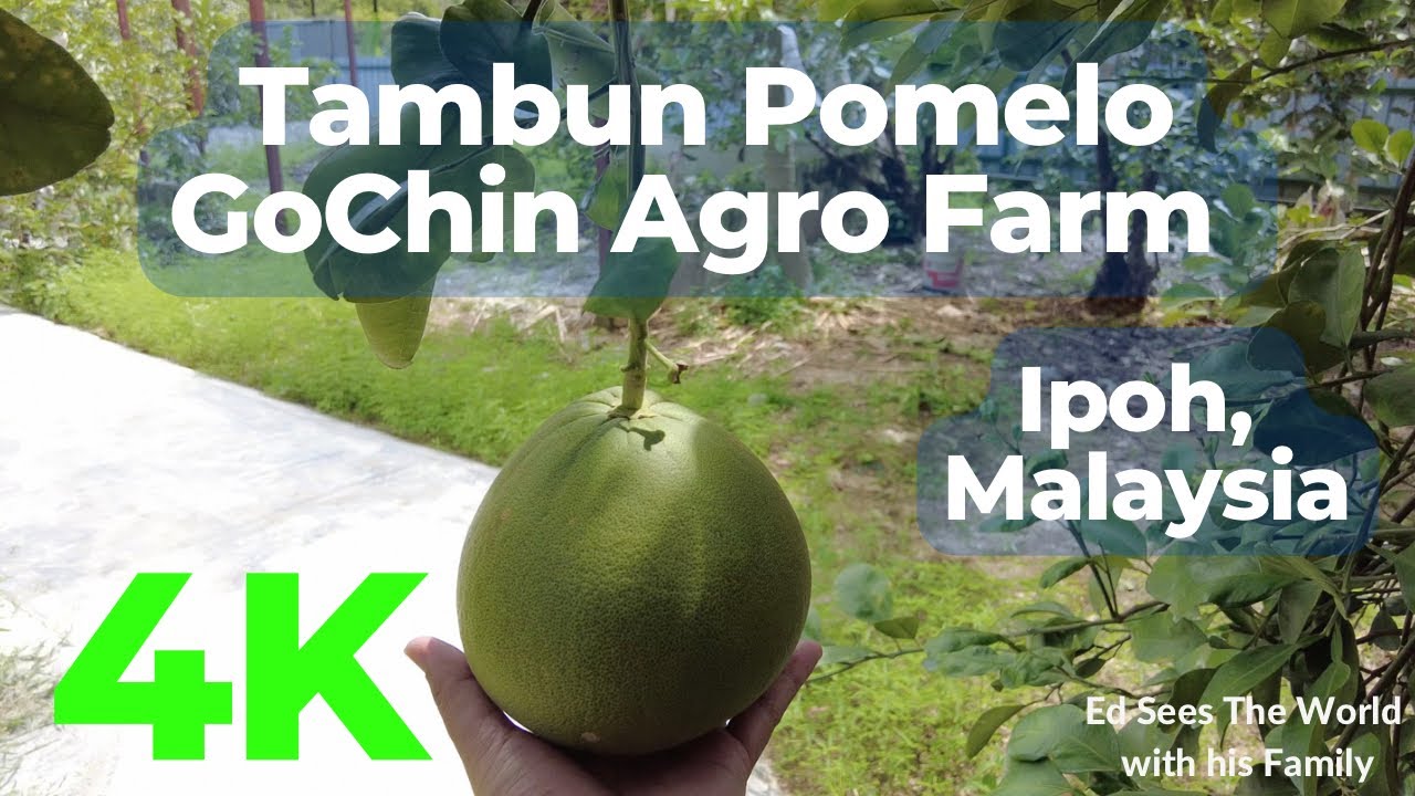 4K Tambun Pomelo GoChin Agro Farm Ipoh, Malaysia Walking Tour