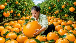 Lucky Harvest Super Sweet Wild Oranges | Grilling Large Quantities of Chicken for Sell | Simple Life