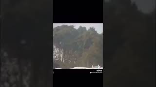 Celebrity Tree’s Caught Moving 😱 #shorts Profile