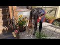 Meet the Cats and Dogs Running for ‘Mayor of 55th Street’ in Oakland