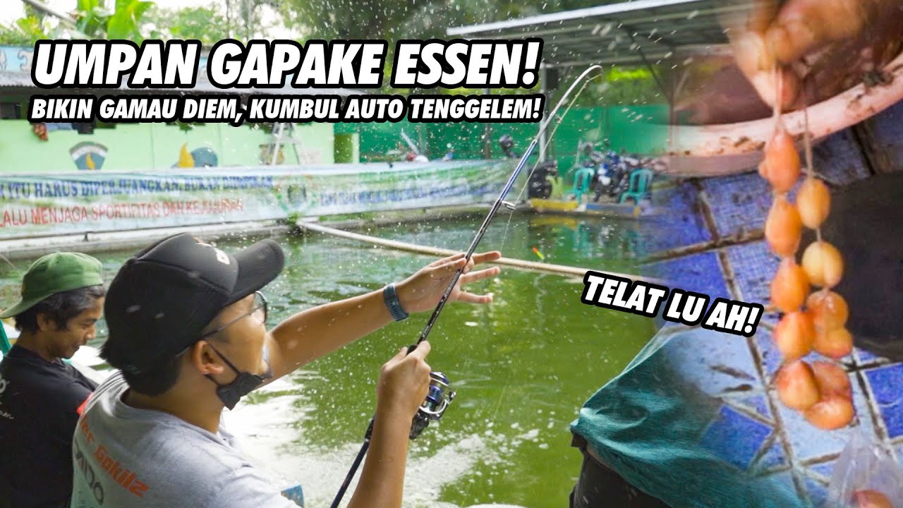 DIKASIH TELOR LELENYA MALAH GACOR, BENGONG DIKIT TRISULA SW MENJERIT!! GT LELE YONIF 310 SUKABUMI