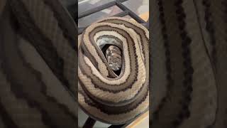 Celebrity Peekaboo! Shy Tiger Coastal Carpet Python! #reptile #snake #peekaboo Net Worth