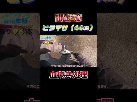 【閲覧注意】魚（ヒラマサ44㎝）の脳天締めと血抜き処理！#shorts #釣り #ショアジギング