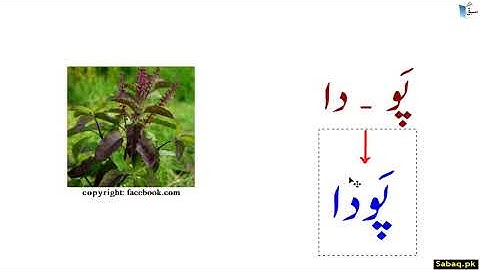 Urdu Letter Wow as Vowel واؤلین-تعارف | Sabaq.pk