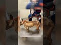 After recovery from starvation, 2-year-old pit bull ready to find home