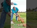 After recovery from starvation, 2-year-old pit bull ready to find home