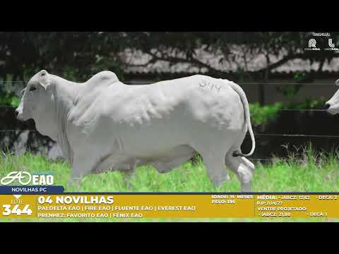 LOTE 344