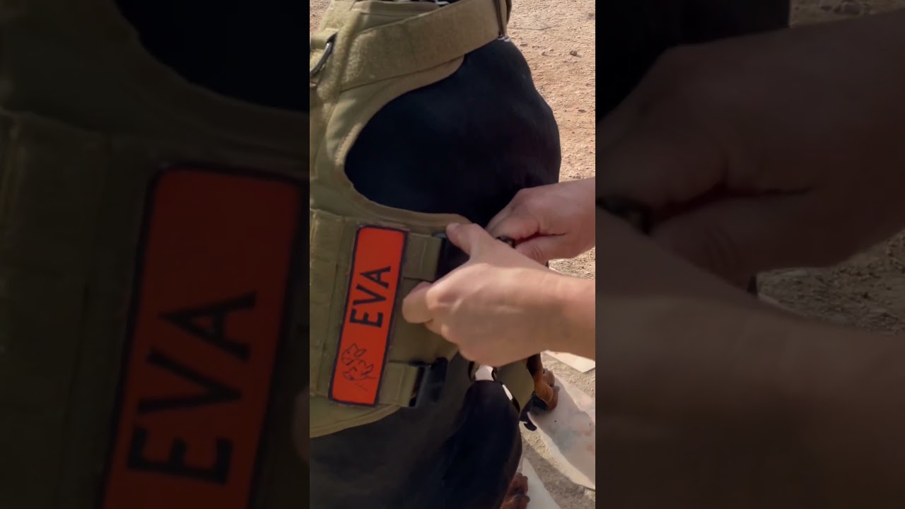 Easy fit dog harness 