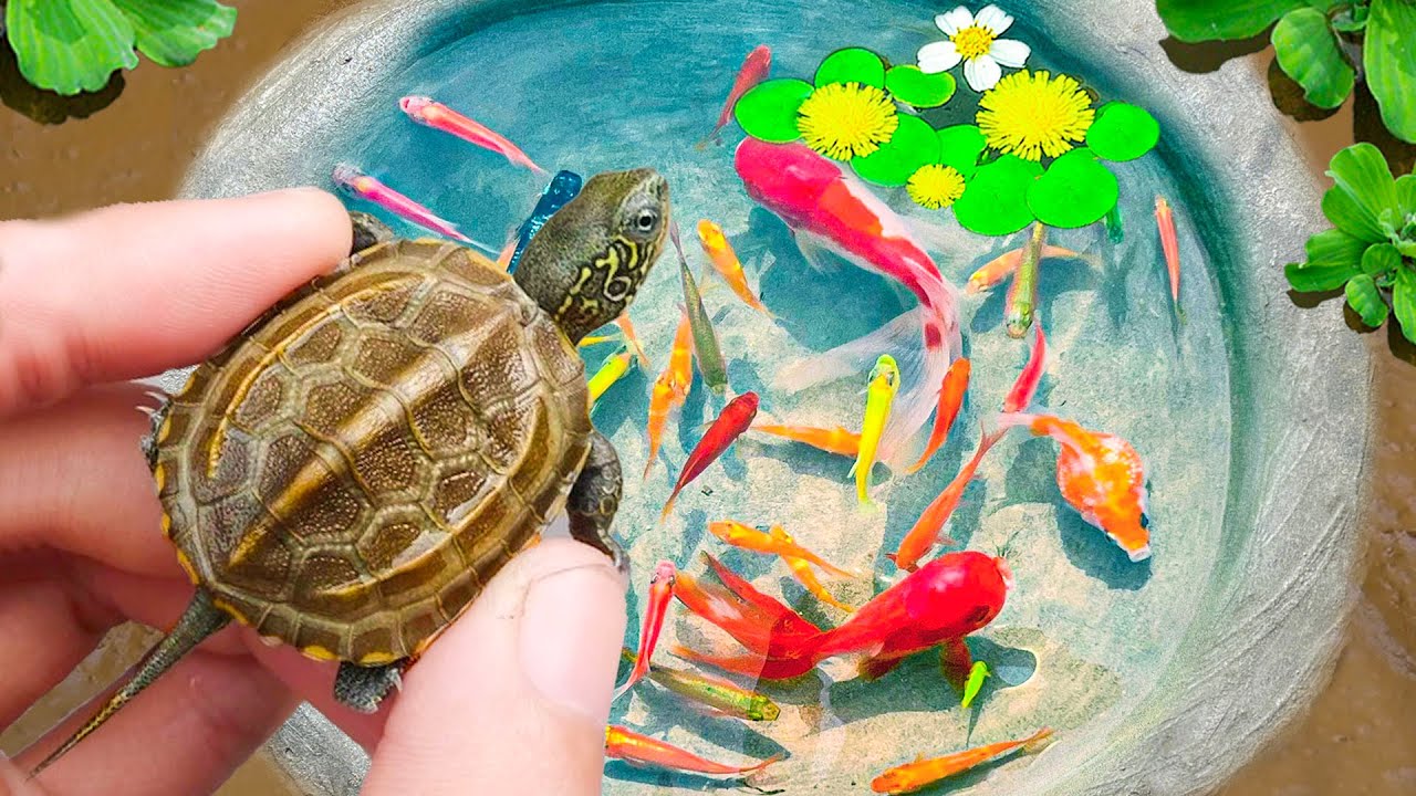Catch Baby Long Tailed Turtle In Colorful Eggs, Tiny Arowana Fish, Koi